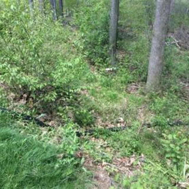 A pipe laid near trees