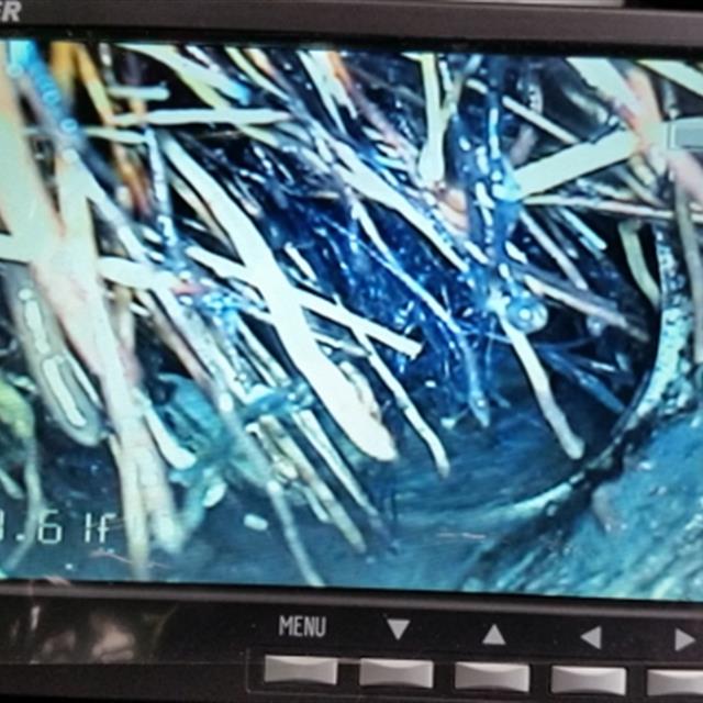 Photo from a video inspection of roots growing into pipe