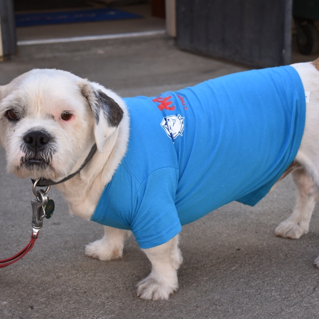 Puppy named Moose in Mr. Rooter shirt