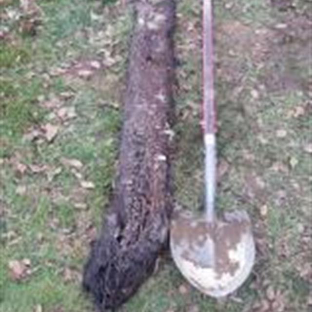 This root mass was pulled out of a sewer