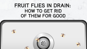 How to rid fruit flies in drain 