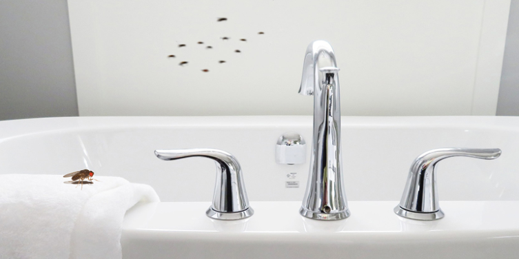 How To Get Rid Of Drain Flies: Tips From Mr. Rooter Plumbing