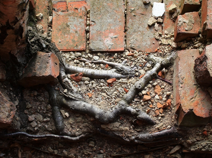 Birch roots breaking bricks beneath crumbled soil.