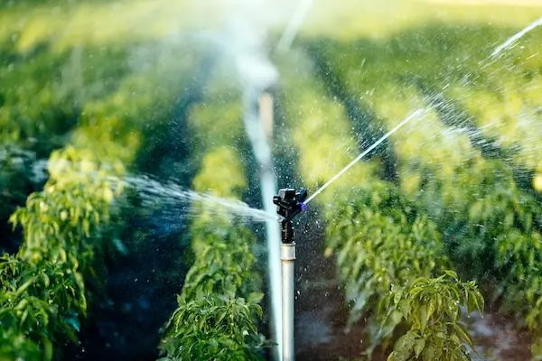 An irrigation sprinkler system watering rows of plants.