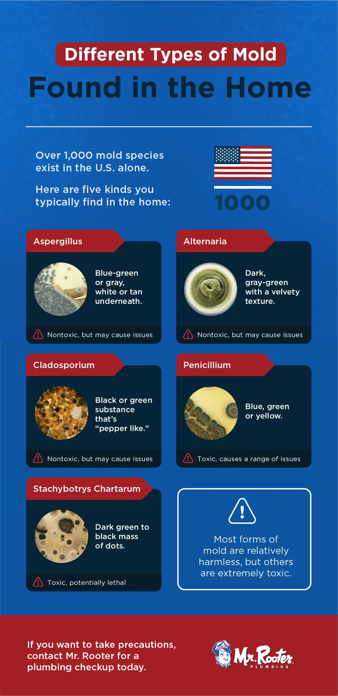 different types of mold found in the home