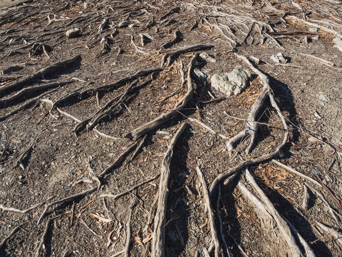 Tree roots extending through dry, cracked soil during drought conditions, seeking underground moisture sources.